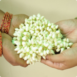 Jasmine flowers/Mullai Flower 1 Moora