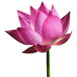 Lotus Flower-1pc