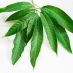 Mango leaves - 10 pieces pack