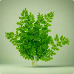 Munagaku-Drum stick leaves