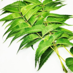Neem leaves - 100g