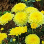 Chamanti flowers 100g (chrysanthimum)