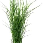 Durva Grass | Arugampul | Bermuda Grass 25g