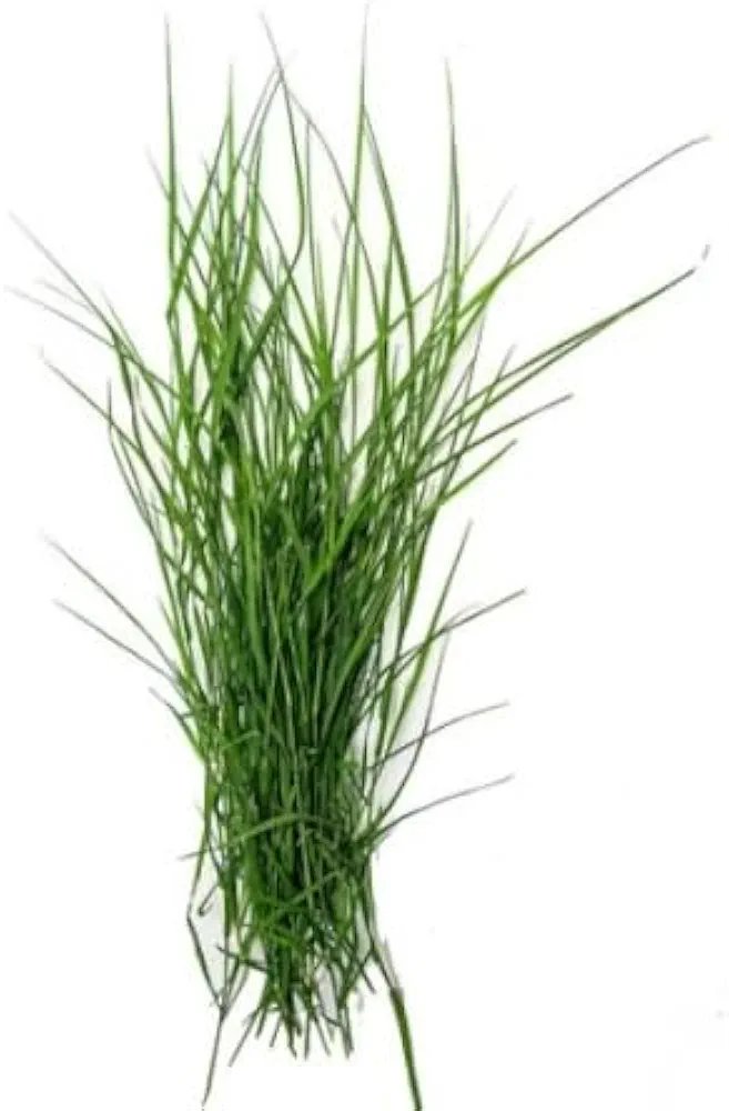 2026/01/41Qm2CfvZjL._AC_UF8942C1000_QL80_FMwebp_.jpg Durva Grass | Arugampul | Bermuda Grass 25g - Image 1