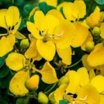 Avaram Flower 1 Pack