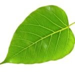 Pepal leaves 11pc set